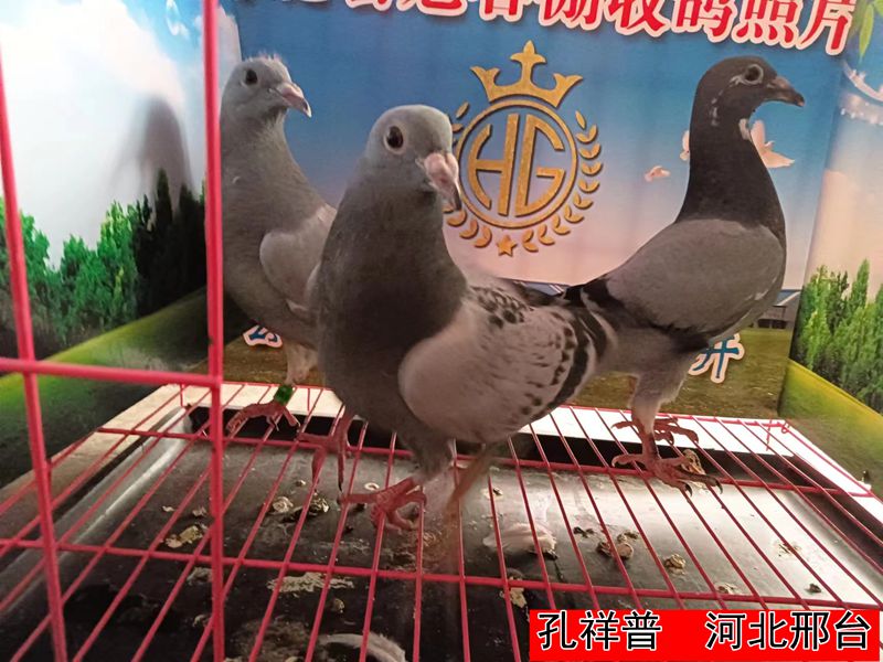 孔祥普