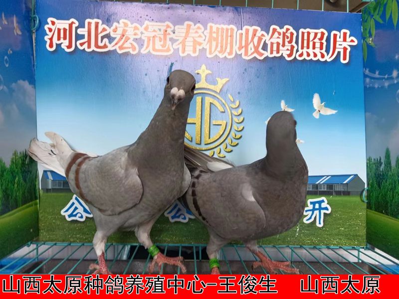 山西太原种鸽养殖中心 王俊生