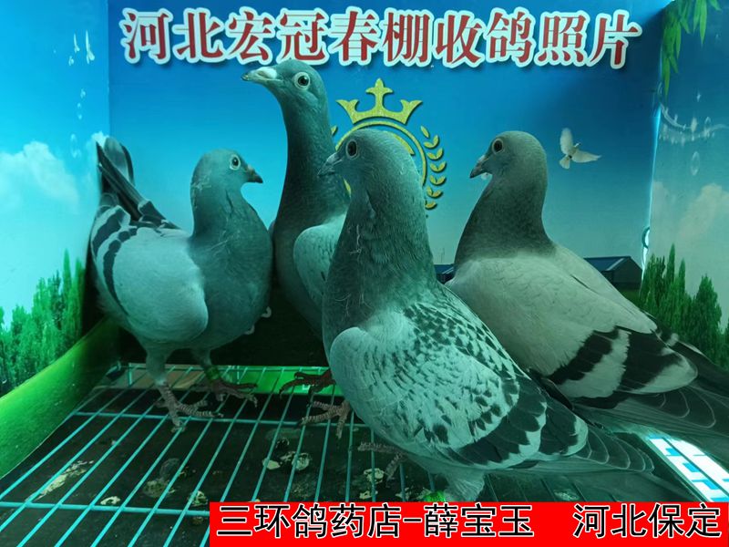 三环鸽药店 薛宝玉1