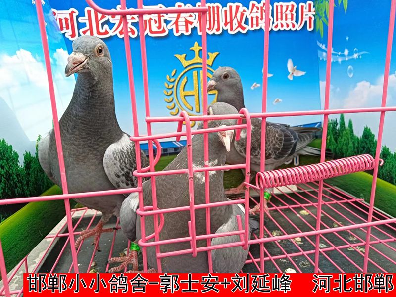 邯郸小小鸽舍 郭士安+刘延峰