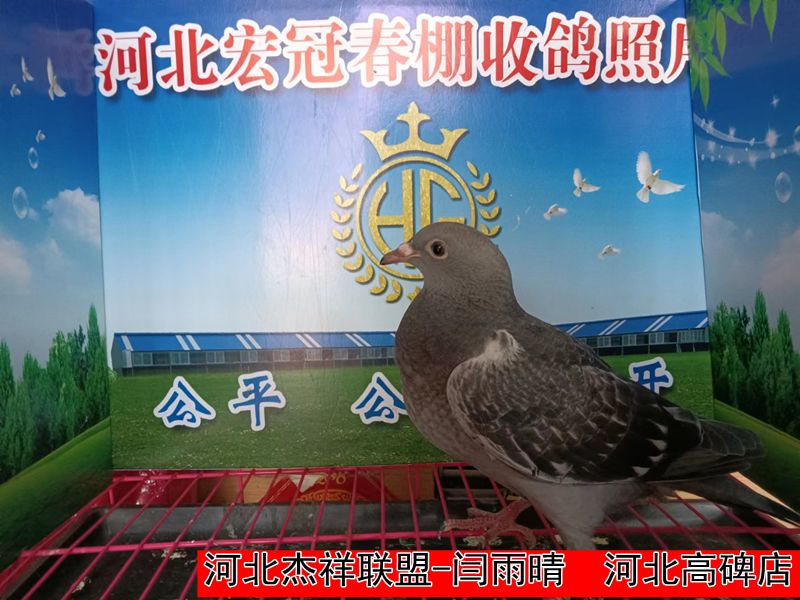 河北杰祥联盟 闫雨晴