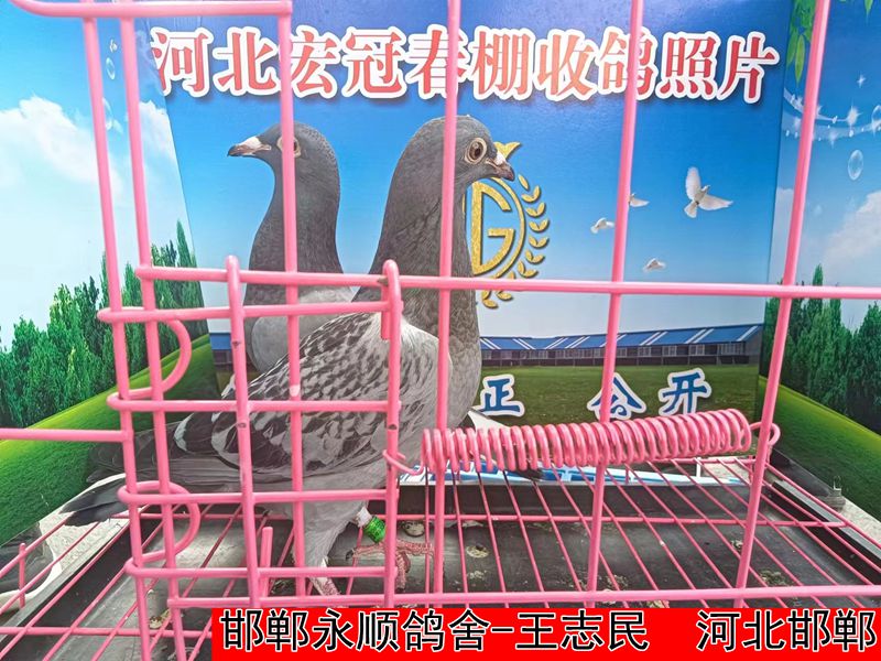 邯郸永顺鸽舍 王志民