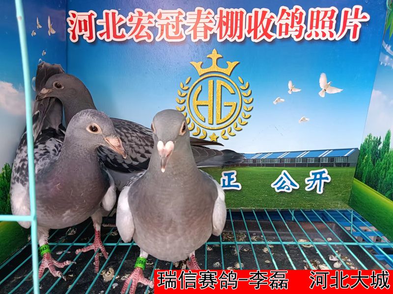 瑞信赛鸽 李磊