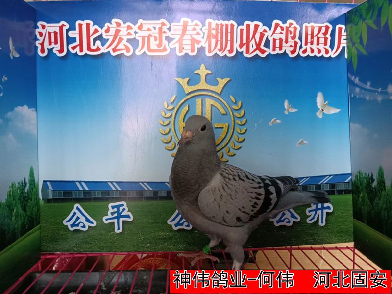 神伟鸽业 何伟