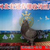 l9CsSL