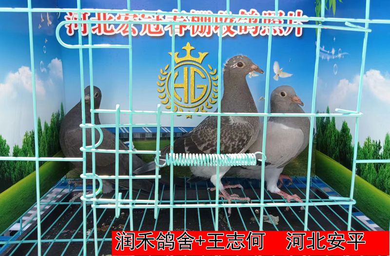 润禾鸽舍+王志何