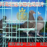l9CtiH