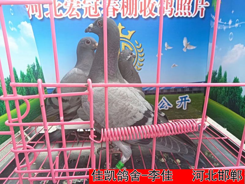 佳凯鸽舍 李佳