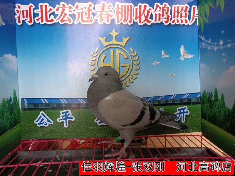 佳羽辉煌 张双刚