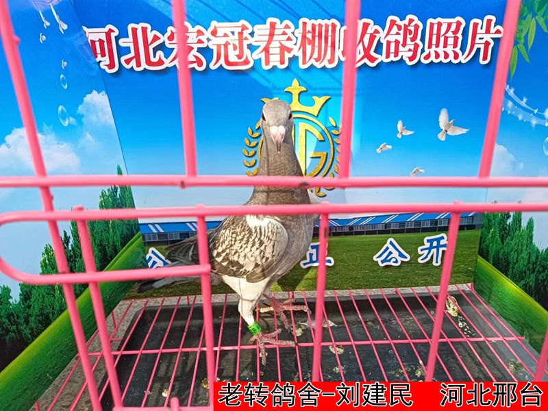 老转鸽舍 刘建民