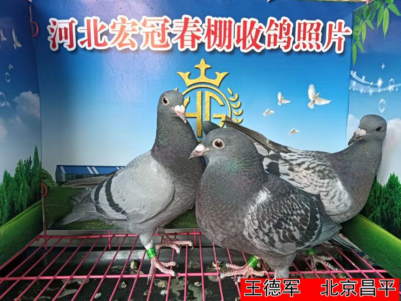 王德军