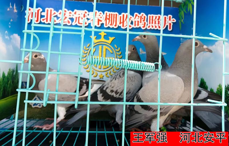 王军强1