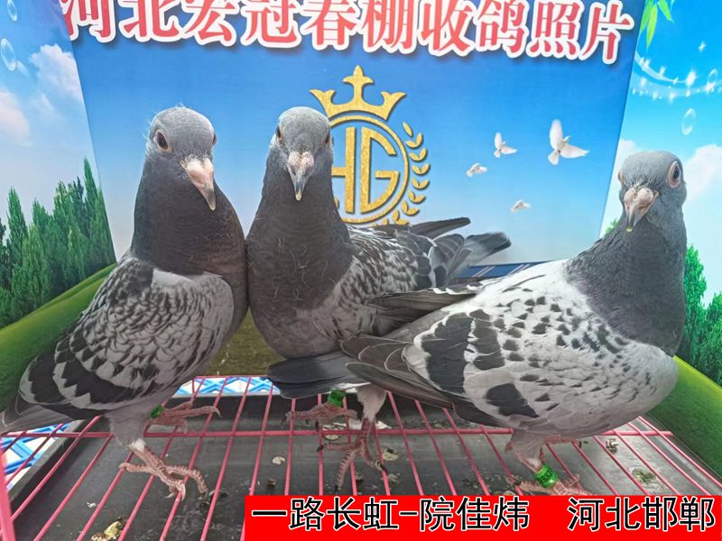 一路长虹 院佳炜
