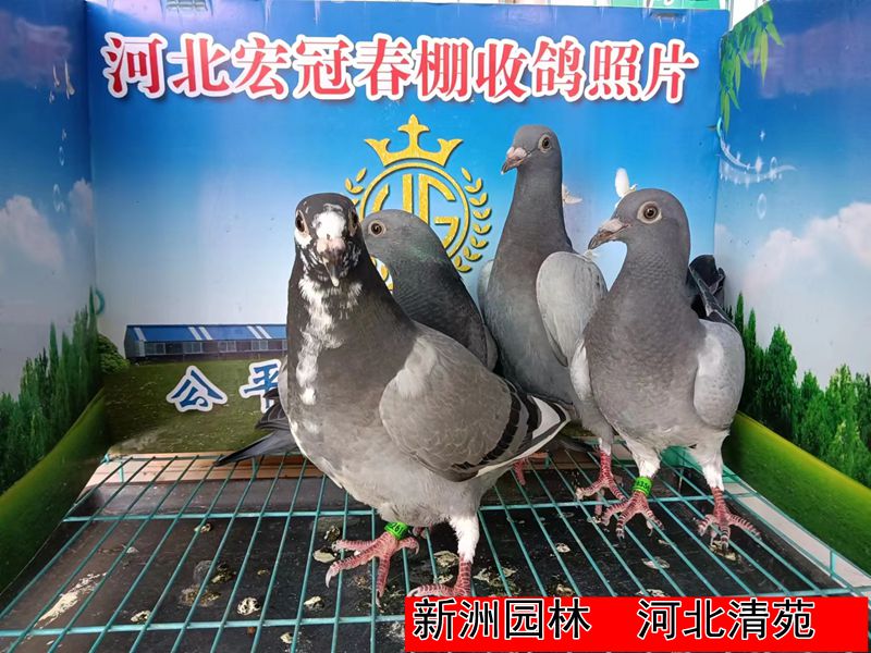新洲园林