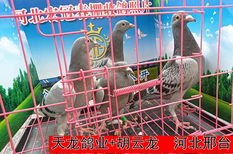 天龙鸽业+胡云龙