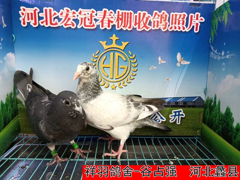 祥羽鸽舍 谷占强