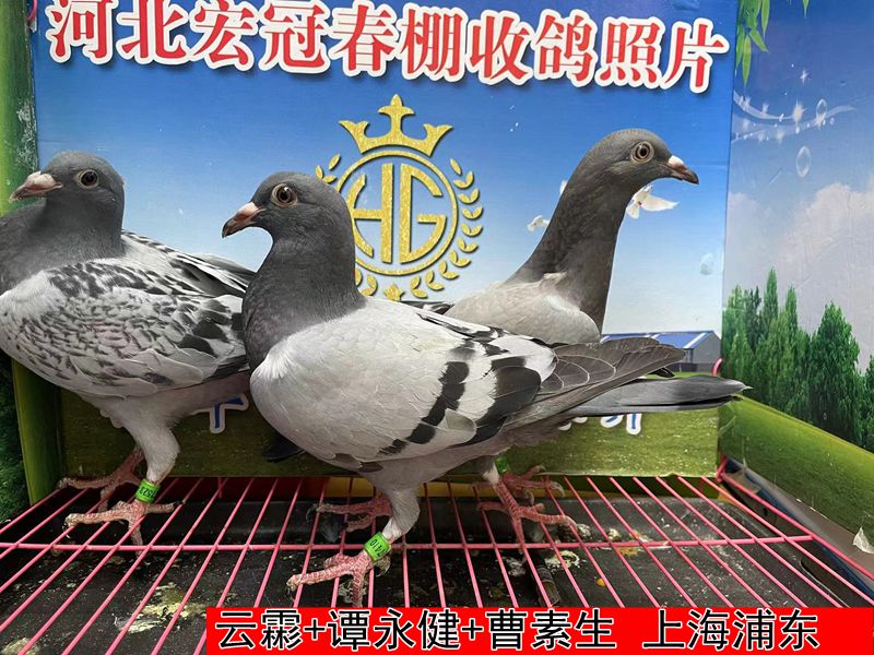 云霦+谭永健+曹素生