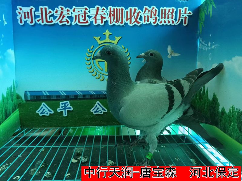 中行天润 唐宝森