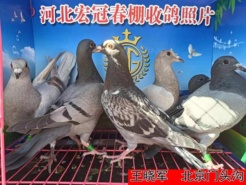 王晓军