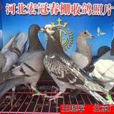 l9JQmj