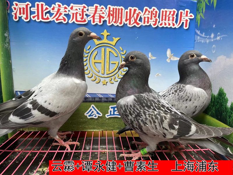 云霦+谭永健+曹素生1