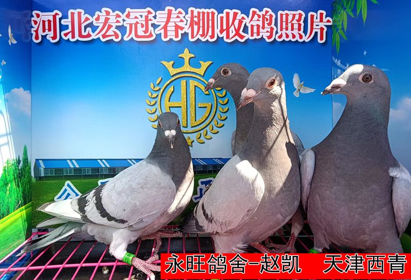 永旺鸽舍 赵凯