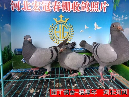 l9JcyI.jpg