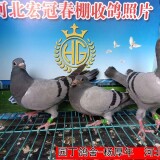 l9JcyI
