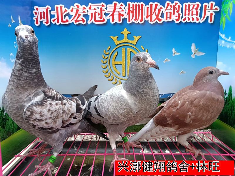 兴漷健翔鸽舍+林旺