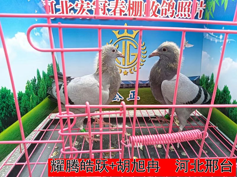 耀腾皓跃+胡旭冉