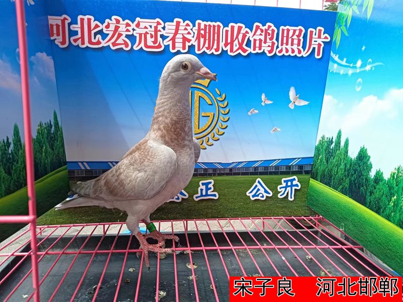 宋子良