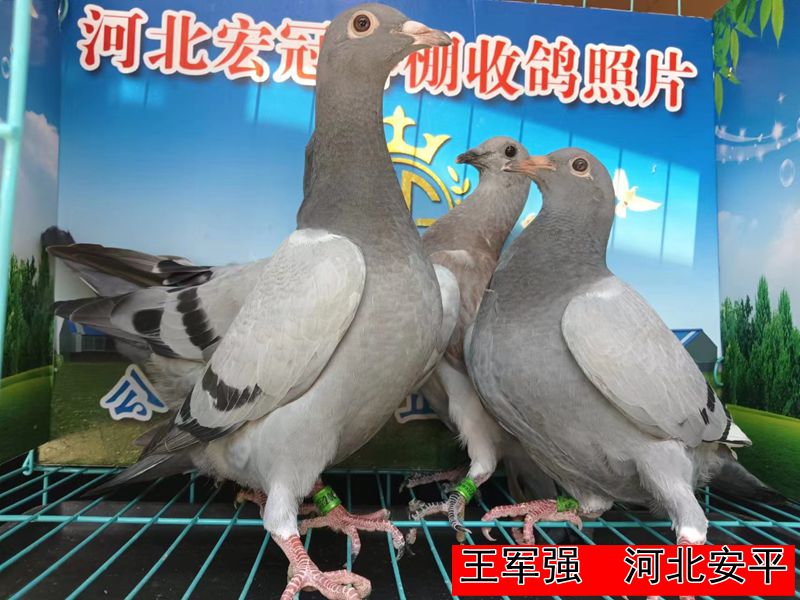 王军强