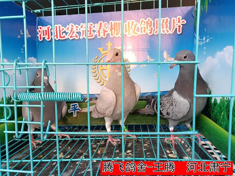 腾飞鸽舍 王腾