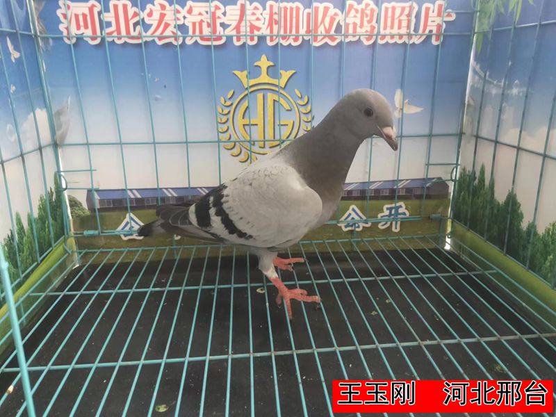 王玉刚