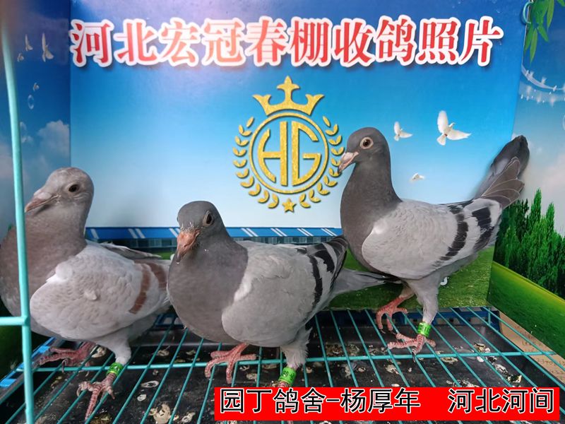 园丁鸽舍 杨厚年1