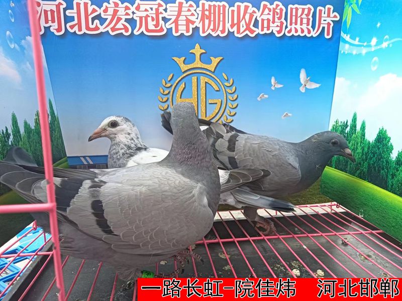 一路长虹 院佳炜1