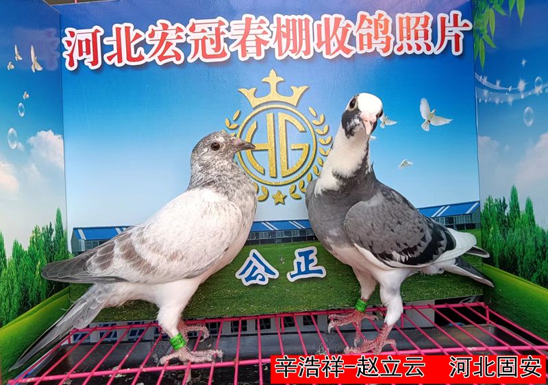 辛浩祥 赵立云