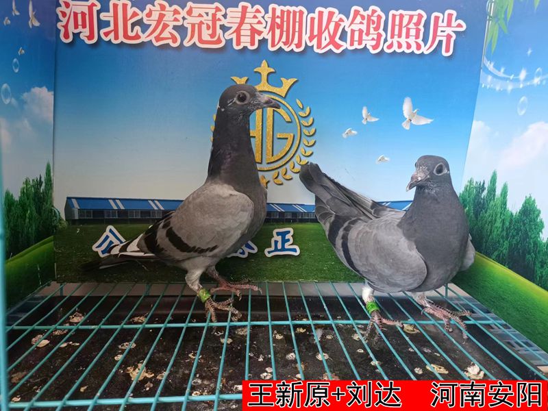 王新原+刘达