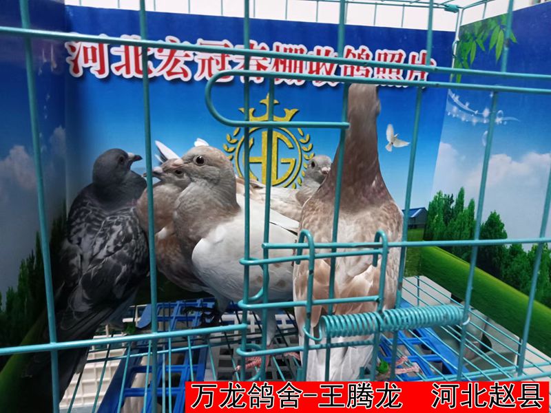 万龙鸽舍 王腾龙