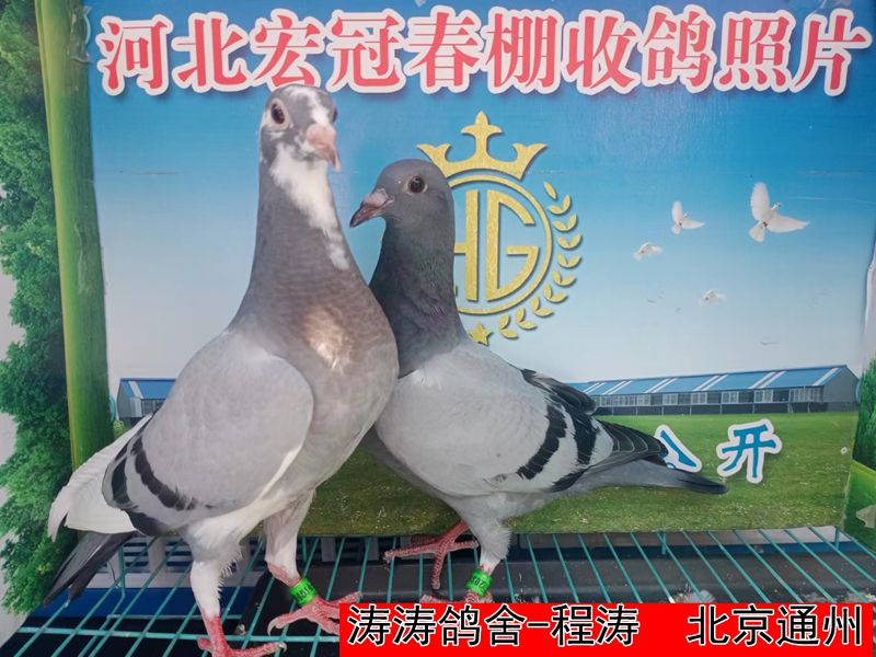 涛涛鸽舍 程涛