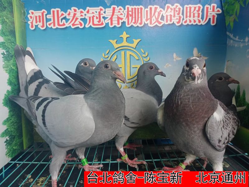 台北鸽舍 陈宝新