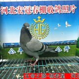 l9bVp7