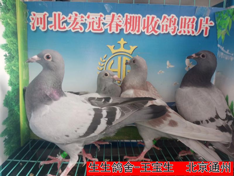 生生鸽舍 王宝生