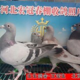 l9bW8I