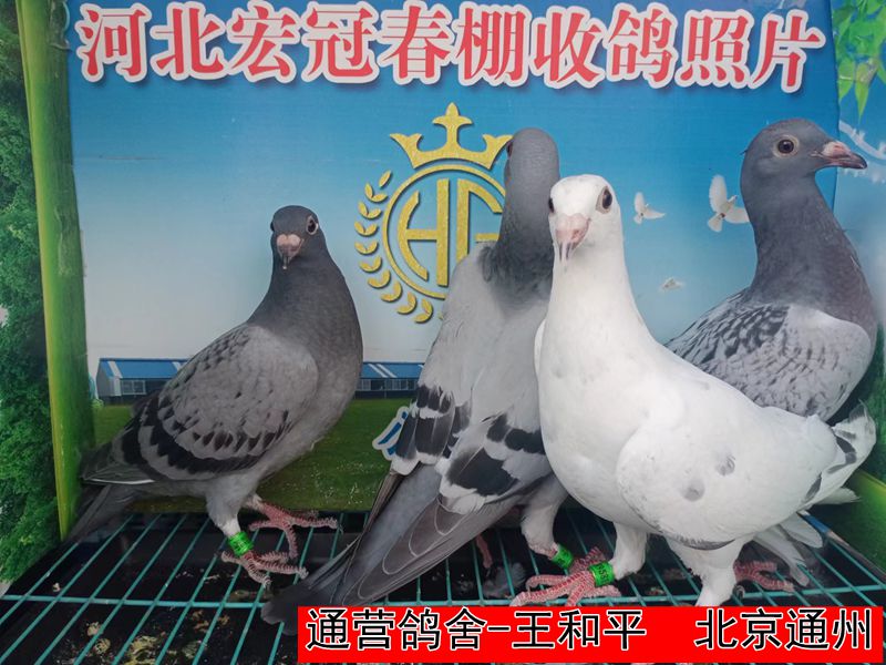 通营鸽舍 王和平