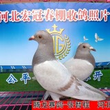 l9brpP