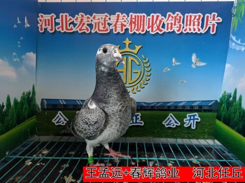 王孟远+春辉鸽业