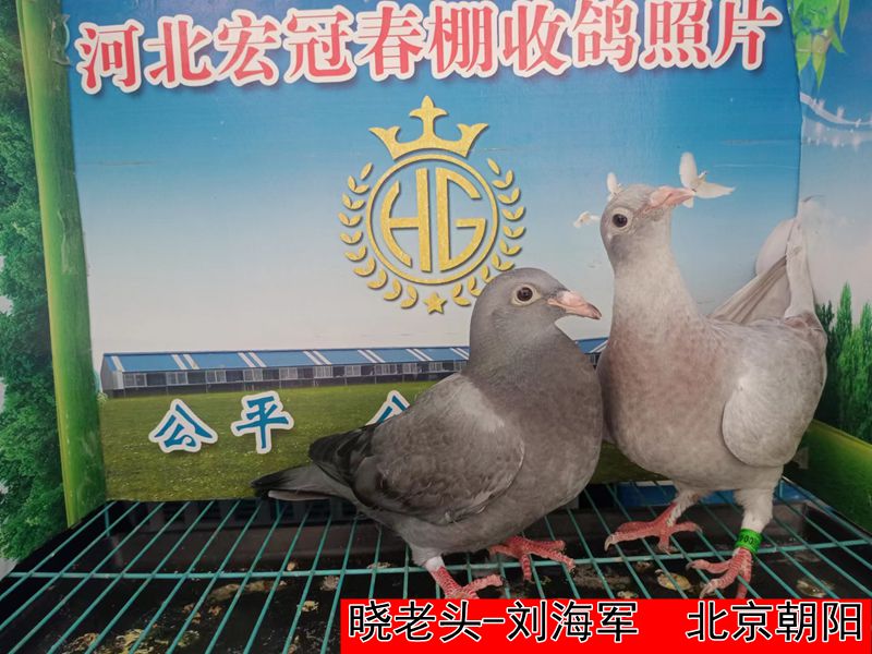 晓老头 刘海军