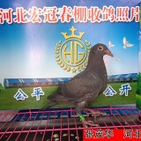l9g40s