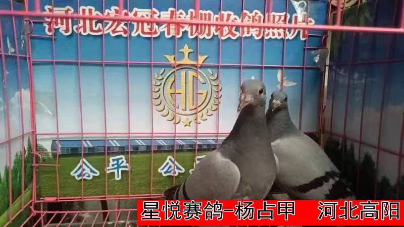 星悦赛鸽 杨占甲